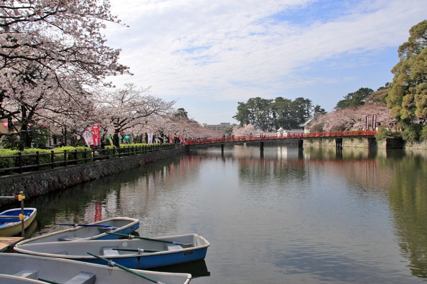 約320本のソメイヨシノが咲き誇る小田原城址公園