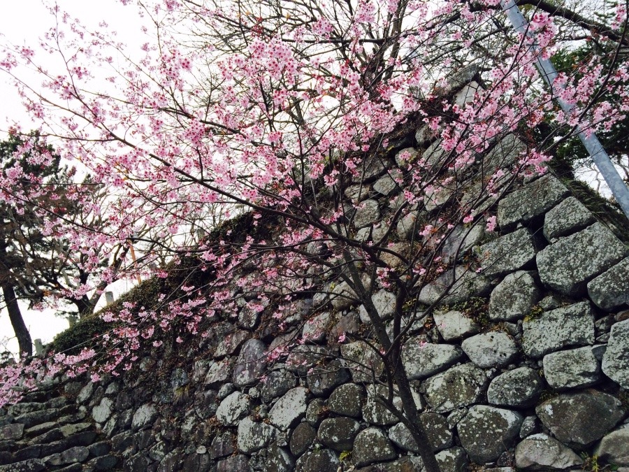 松坂城の石垣