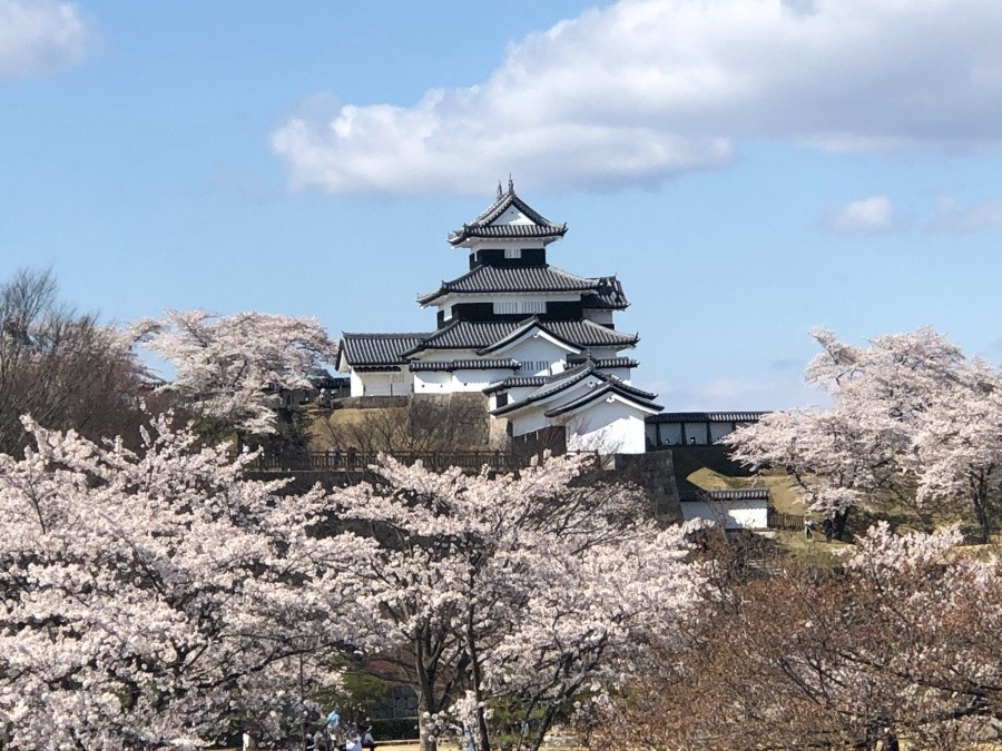 桜咲く頃