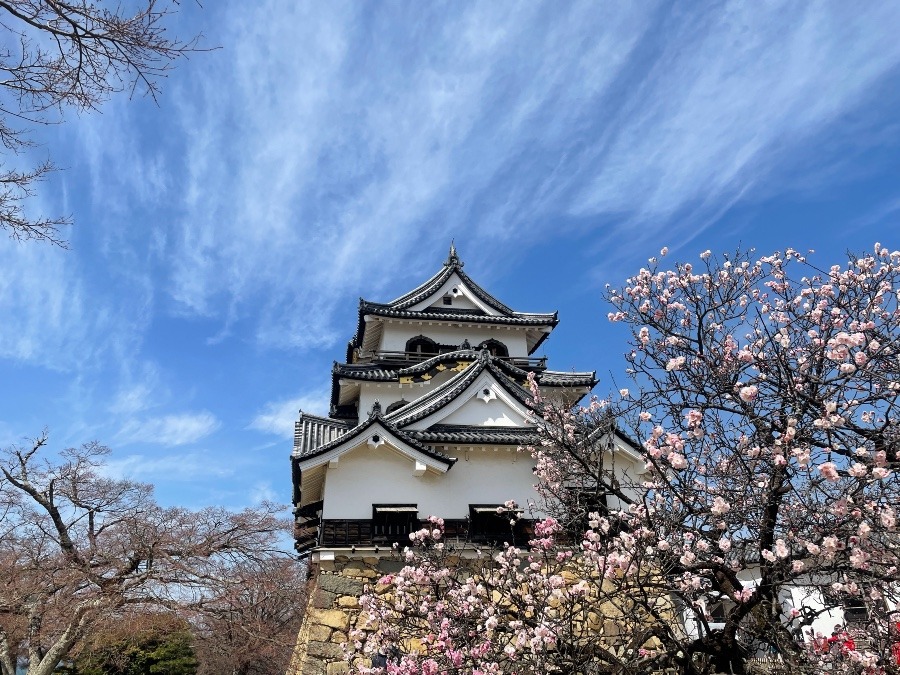 桜と彦根城