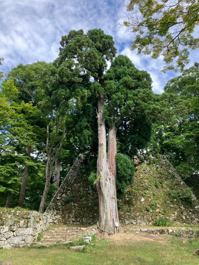 芙蓉姫