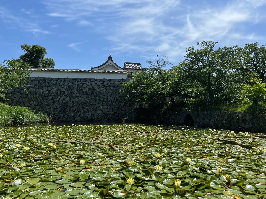 春の福岡城址🪷