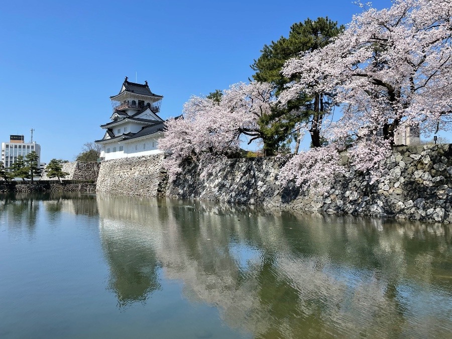 桜満開