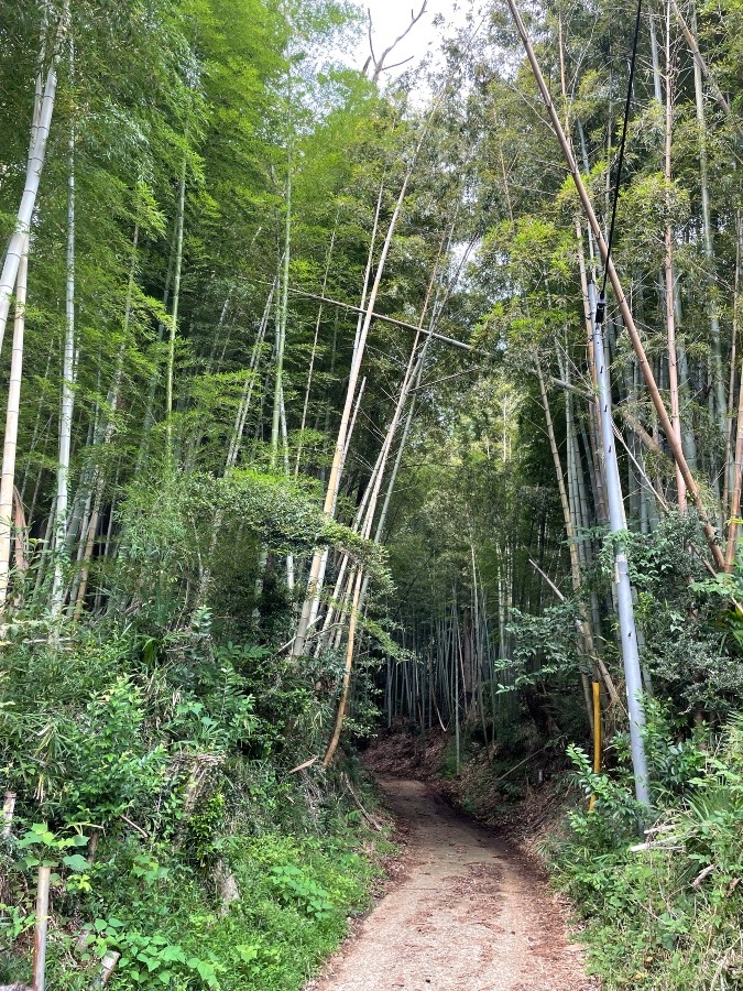 滝山城　入口こちら