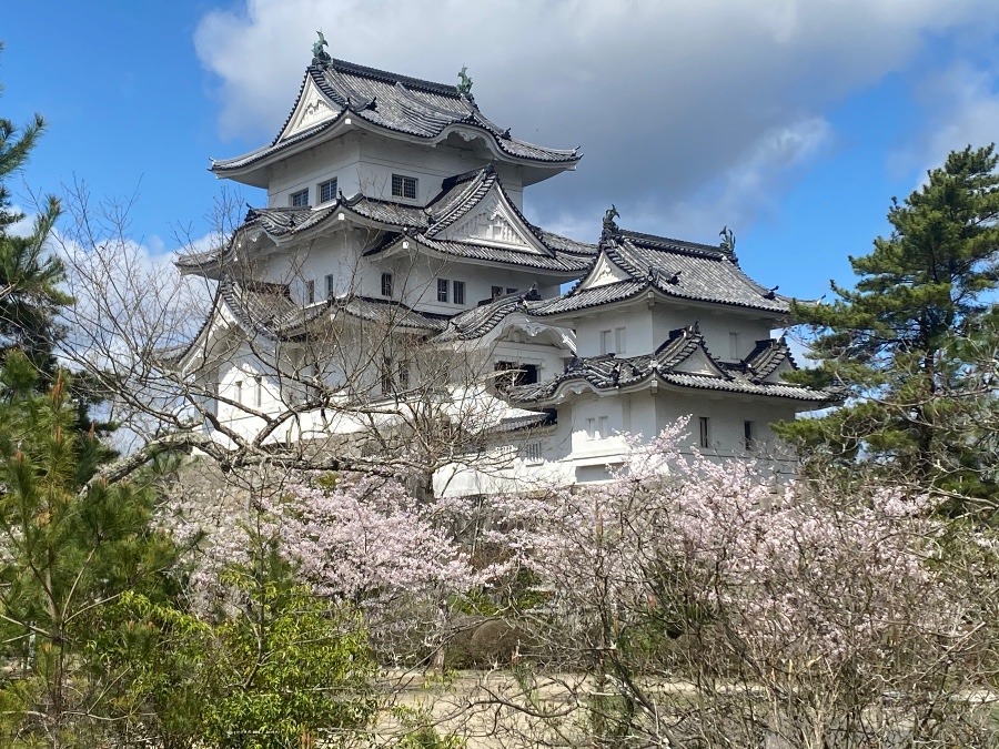 桜咲く伊賀上野城