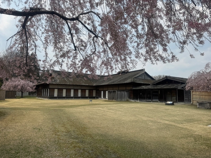 桜と根城主殿