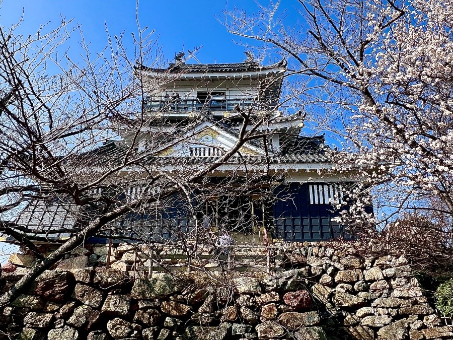 春の出世城　浜松城