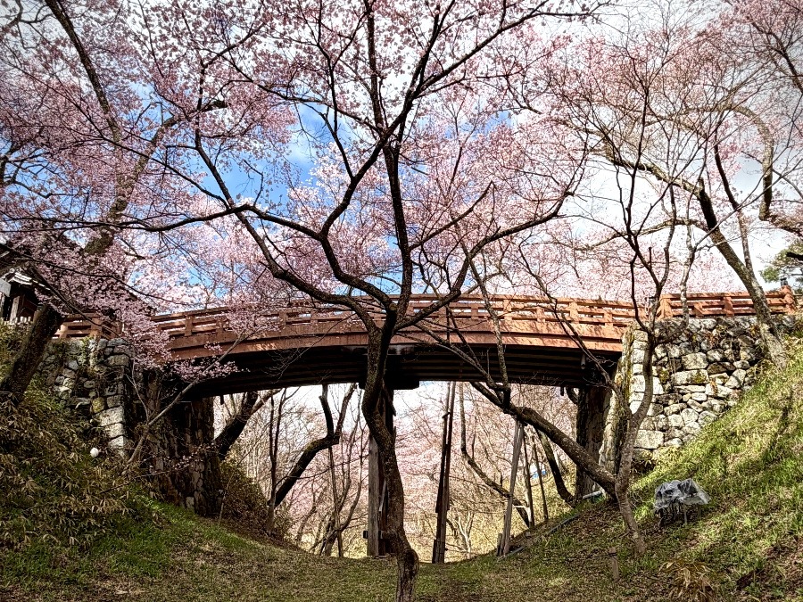 タカトオコヒガンザクラと桜雲橋