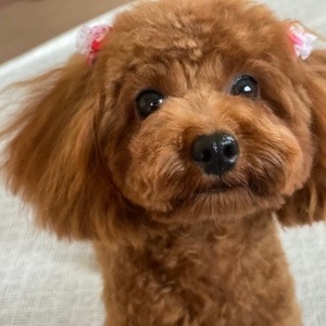 ナナちゃんパパ