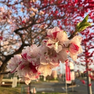 フジヤマさん